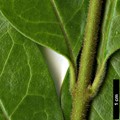 SpeciesSub: var. myrianthum